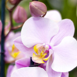 Piante Verdi e Fiorite